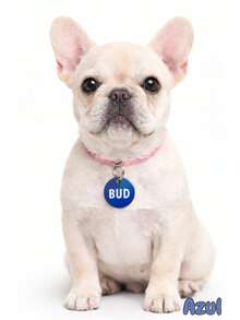Personalized Pet ID Tag For Dogs And Cats, Laser Engraved On Metal And MDF. - Blue - View 1