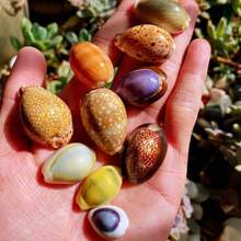 7-Style Box Of Cowrie Shell Beads - Seashell Shells For DIY Jewelry Making, Ocean-Themed Christmas Ornaments, Wind Chime Charms, Scrapbooking Embellishments & Nautical Craft Kits (Bracelet & Necklace Beads) - 7 Styles - View 9