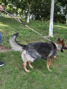 1 套迷彩战术宠物背带和牵引绳套装，带口袋、可调节项圈和胸围，适合中型/小型战术犬 - 彩色 - 查看 9