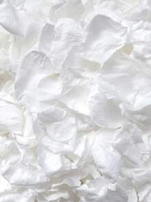 10/50/100g Freeze Dried Rose Petals, Ivory, REAL Rose Petals, Perfectly Preserved. And - White - View 7