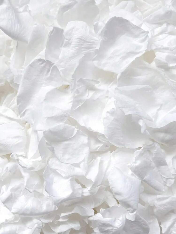 10/50/100g Freeze Dried Rose Petals, Ivory, REAL Rose Petals, Perfectly Preserved. And - White - View 7