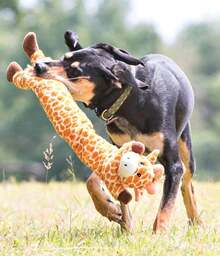 Outward Hound Longidues Giraffe Plush &Amp; Squeaky Dog Tug Toy - ColorC - 查看 6