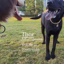 Adjustable Pet Necklace, Versatile Luxury Pet Collar, Hip-Hop Cuban Link Design With Small Dollar Pendant, Fashionable For Small, Medium And Large Dogs - Multicolor - View 6