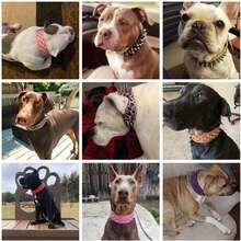 Serijoars Leather Spiked Dog Harness And Collar Set - Suitable For Large Breeds Pit Bull Terriers, Labradors, Dobermans - Durable Leather Harness And Collar Leash 3Pcs Set (Studs White, XL) - Color15 - 查看 6