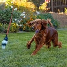 Outward Hound Tail Teaser Interactive Dog Wand Toy With Squeaky Plush Teaser And Crinkle Sounds For Active Play, Multicolored - ColorB - 查看 7