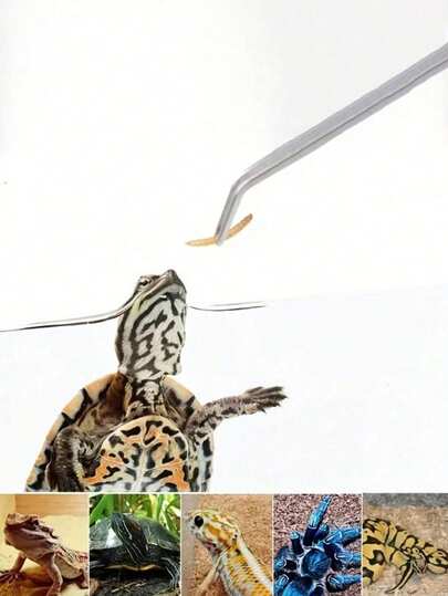 1pc/2pcs Stainless Steel Aquarium Tweezers Set - Multifunctional For Fish, Insect And Plant Care, And Reliable For Daily Use, Includes Feeding Tongs, Curved Tweezers And Straight Tweezers, Suitable For Aquascaping, Catching Insects, Reptiles, Lizards, Turtles, And Fish Feeding