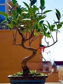 20pcs Plastic Garden Plant Clips, Red Plant Cultivation Fixers, 90 Degree Bending Clips - Multicolor - View 8