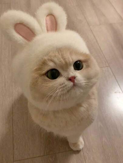 Cute Cat Accessories, Halloween & Christmas Pet Headwear, White Rabbit Pet Headband Suitable For Cats And Internet Celebrity Rabbits, Adorable Rabbit Pet Photo Props Headwear