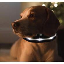 Collar Luminoso Led Para Perro Nocturna Color Aleatorio Usb Multicolor - Multicolor - Ver 7