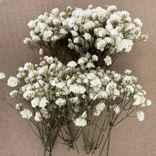 25/50/100/300pcs Mini Baby's Breath & Other Dried Flowers - For Resin Mold Art & Crafts, Ivory White Bouquet For Hair Accessories, Wedding Wreaths, Table Decor, Home Decoration