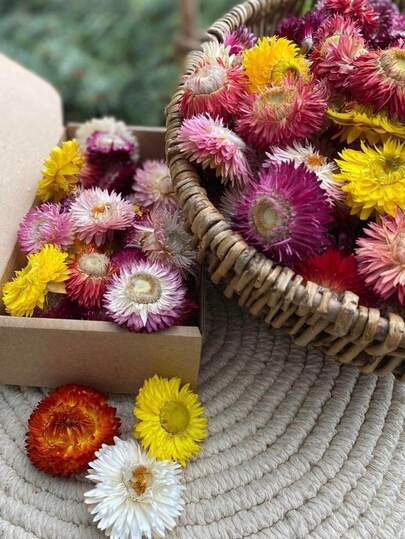 10/20/60pcs Dried Natural Chrysanthemum Flowers - Rattan Material - DIY Crafts, Wedding & Halloween & Christmas Decor, Tabletop Arrangement, Sunflower & Daisy Accents