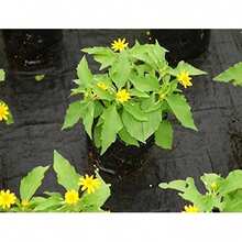 1m/2m/4m Wide/100GSM Control Fabric Membrane Garden Ground Cover Mat - 4米寬 - 查看 3
