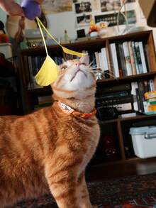 1 pieza Nuevo juguete creativo, divertido y lindo para gatos, hecho a mano de manera única con plumas naturales, bola de lana súper elástica y silenciosa. Adecuado para todas las razas de gatos pequeños y medianos, sin necesidad de batería, para autoentretenimiento, interacción, ejercicio, reducir el aburrimiento y el comportamiento destructivo. - Multicolor - Ver 4