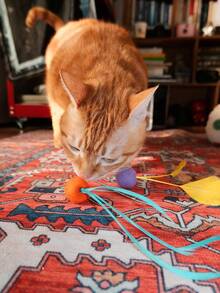 1 pieza Nuevo juguete creativo, divertido y lindo para gatos, hecho a mano de manera única con plumas naturales, bola de lana súper elástica y silenciosa. Adecuado para todas las razas de gatos pequeños y medianos, sin necesidad de batería, para autoentretenimiento, interacción, ejercicio, reducir el aburrimiento y el comportamiento destructivo. - Multicolor - Ver 3