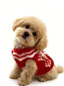 Cute & Warm Pet Sweater, Autumn/Winter Clothing For Cats & Dogs - Red - View 2