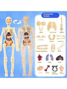 Anatomical Human Body Structure Model With Organs And Skeleton, Educational Teaching Tool For Students To Understand Body Structure, Detachable And Assembled 3D Internal Organs And Skeletal Model - Multicolor - View 13