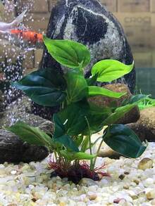 1件装鲜艳水族箱装饰品，人造水族箱植物，ABS塑料鱼缸水族装饰，逼真的水生植物装饰，适用于家庭淡水水族箱，为鱼虾提供天然的躲藏和休息场所。 - A - 查看 4