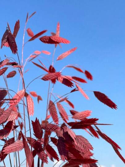 10pcs Dried Oat Grass, Natural Dried Flowers, For Room Decor, Wedding Decor, Holiday Party Decor, Vase Filler, DIY Crafts