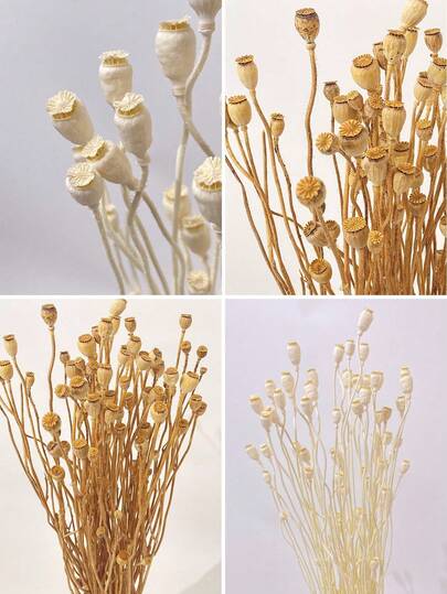 10/20株白色和棕色干花，适用于花瓶装饰、家居装饰、花束制作、DIY和其他艺术干花用途