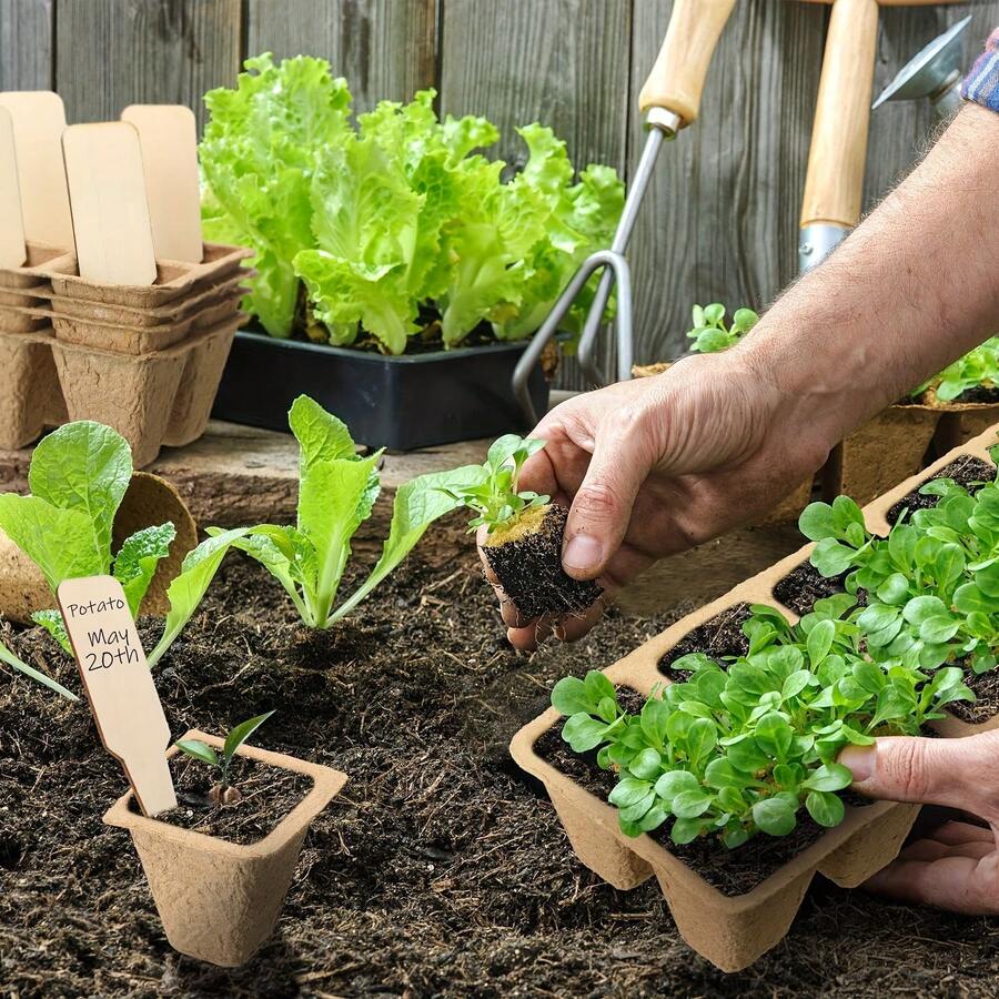 50个育苗盘，泥炭藓育苗盆，种子发芽套装，植物繁殖盘 - 50個細胞 - 查看 1