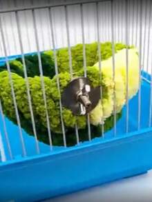 1个逼真绿色植物鸟巢带铃铛 - 毛绒悬挂式树叶床，外观自然，适合鹦鹉、玄凤鹦鹉、爱情鸟、金丝雀、小型宠物鸟，温暖鸟巢，绿色，冬季养鸟套装 - A - 查看 7