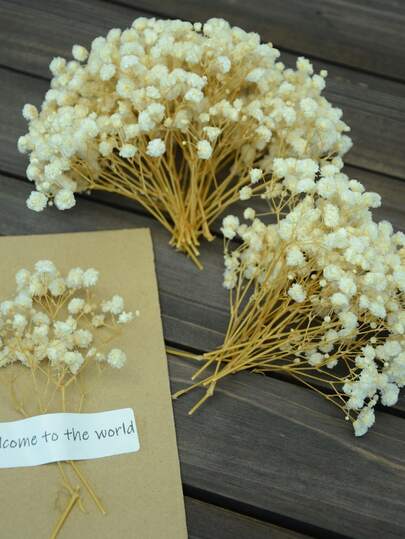 25/50/100/300 piezas de Flores de Nube de Bebé Preservadas, para Aromaterapia, Arreglos Florales, Decoración del Hogar, Accesorios para el Cabello, Coronas de Boda