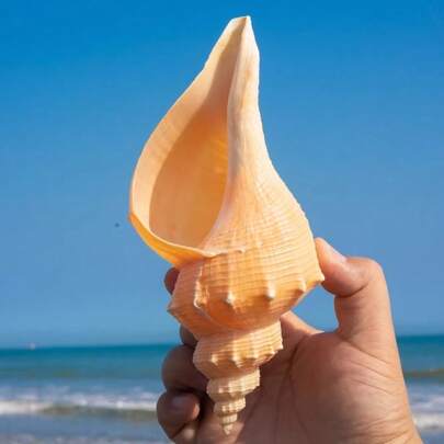 1PC Torch Like Sea Snail River Village Fragrant Snail | Suitable For Collecting Ocean Shell Specimens As Popular Science Material - Fish Tank Aquarium Decoration Ornament Warm Home Ornament&Handmade DIY Christmas Gift