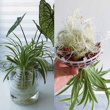 8个现代塑料悬挂式苔藓球，适用于兰花和蕨类植物，带排水孔设计，室内/室外植物固定装饰，水培园艺苔藓球，盆景树展示，植物爱好者，园艺工具 - 多色 - 查看 3