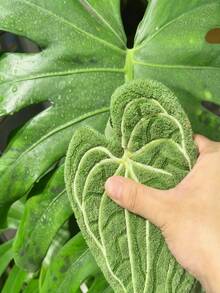 Plant Leaf Cleaning, Dusting, Cleaning Tool, Decontamination, Dusting, Gardening, Hand Towel Cleaning, Kitchen Wiping, Bathroom Handwashing Dedicated - Multicolor - View 4