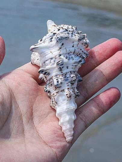 1pc Monster Tower Snail Fish Tank Landscape Aquarium Decoration Ornament Photography Collection Specimen Creative Gift Natural Conch Shell Home Decor Ocean Landscape Style Home Decoration, Home Life Decoration, Aquarium Decoration Home Aquarium Decor, Desktop Home Decor, Mediterranean Decor