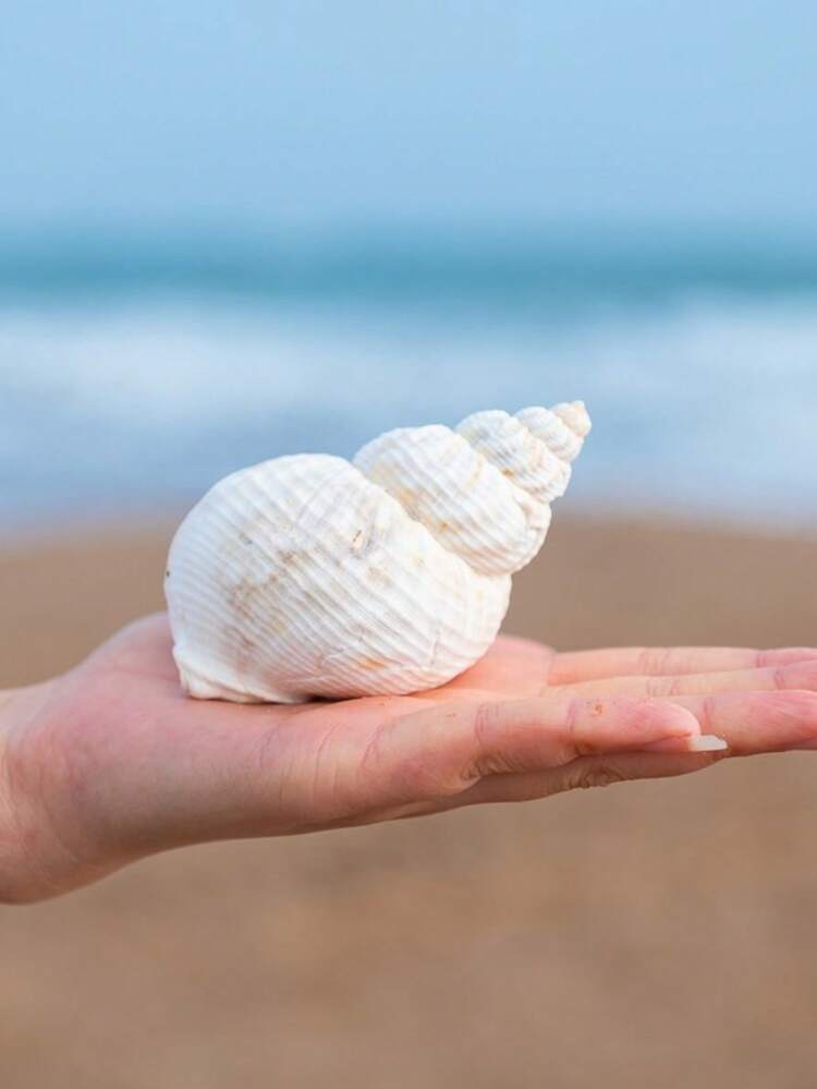 Natural Conch Shells, Peanut Snails, Creative Accessories, Festival Ceremonies, Creative Shooting Props, Accessories, Decorations, Home Decorations, Ocean Decorations Style Home Decoration, Home Life Decoration, Aquarium Decoration Home Aquarium Decor, Desktop Home Decor, Mediterranean Decor - 1PC - View 7