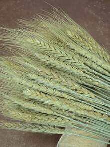 20-200Pcs,17.3Inch Green Wheat, Dried Flowers, Dried Plants, Used For Flower Arrangements In Table Vases, Wedding Flowers, Bridal Bouquets, Home And Office Flowers, And Party Flowers - Green - View 8
