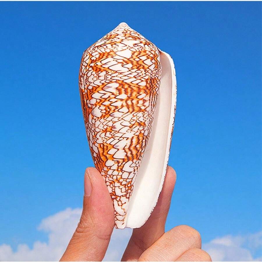 水族裝飾花瓶 螺貝 錦緞錐螺 天然貝殼 魚缸裝飾 地中海風格 櫥窗展示 攝影道具 家居裝飾 地中海裝飾 壁貼風格家居裝飾 生活家居裝飾 水族 - 1PC - 查看 1