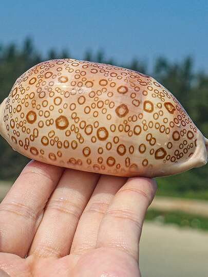 Baiyan Baoluo Specimen Snail Fish Tank Aquarium Landscape Decoration Home Collection Baoluo Natural Conch Shell Rare Home Decoration, Aquarium Decoration, Mediterranean Style Home Decoration, Home Life Decoration, Aquarium Decoration Home Aquarium Decor, Desktop Home Decor, Mediterranean Decor