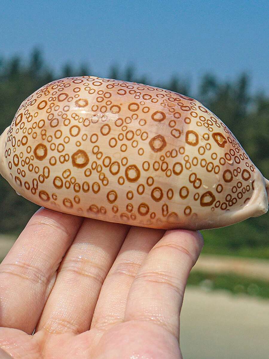 白岩宝螺标本螺鱼缸水族箱景观装饰家居收藏宝螺天然海螺壳稀有家居装饰、水族箱装饰、地中海风格家居装饰、家居生活装饰、水族箱装饰、桌面家居装饰、地中海风格装饰 - 1PC - 查看 1