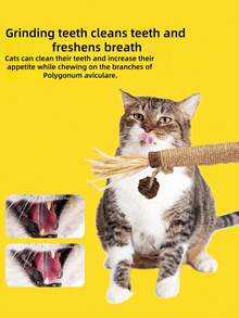 6根猫咪磨牙棒，幼猫自主玩耍解闷玩具，宠物牙齿护理磨牙棒，猫咪磨牙棒 - 彩色 - 查看 4