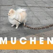 1.5m Funny Dog Leash - Giant Plastic Chain Dog Leash With Puppy Collar, Suitable For Small Dogs, Cats And Puppies - Black Funny Chain Dog Leash - Silver - View 5