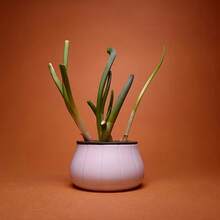 1pc Garlic, Green Onion, Home Gardening, Hydroponics, Chives Garlic Green Onion Regenerative Farm, Black & White Packaging Set For Easy Identification, Reusable, Abundant Planting, Regenerative Planter, Simple Home Use Cyclic Harvest, Soil-Free Hydroponic Box, Grow Year-Round - Multicolor - View 8