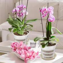 5 chậu trồng lan trong suốt, được thiết kế để quản lý rễ hiệu quả với lỗ thoát nước và nắp lưới, lý tưởng cho việc thay chậu và trồng hoa. - Rỗng - Xem 6