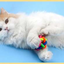 1个PVC材质彩色铃铛玩具球，适合猫狗等宠物的互动玩具 - 彩色 - 查看 8