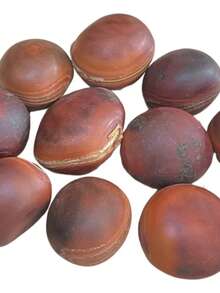 Semente Olho de Boi (Mucunã) | Proteção | Amuleto | Produto 100% Natural - Damasco - Visão 2