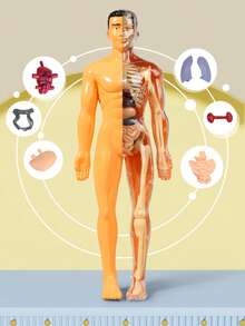 Human Skeleton Organ Model, Educational Assembly, Bone Structure Model, Toy, Explore The Human Body, Life Science Lab, Student, Birthday Gift, Holiday Gift, Great Gift - Multicolor - View 8