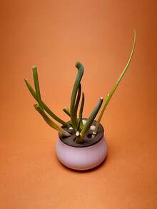 1pc Garlic, Green Onion, Home Gardening, Hydroponics, Chives Garlic Green Onion Regenerative Farm, Gardening Plastic Pots, Vases, Seedling Trays, Hydroponics Planter, Abundant Planting, Regenerative Planter, Simple Home Use Cyclic Harvesting, Soil-Free Hydroponics Box, Grow Plants Unaffected By Seasons - Reusable - 7-hole Hydroponic Regeneration Pot - View 6