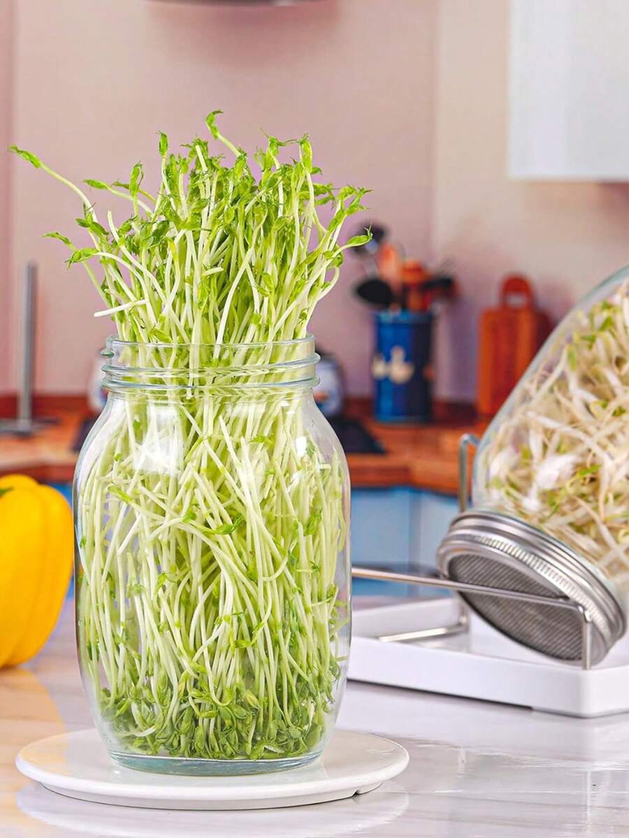 半件套玻璃发芽罐套装，包含宽口梅森罐、不锈钢盖、可调节支架和托盘，适用于种植小麦草、苜蓿、西兰花、绿豆等，室内外均可使用。 - A - 查看 1