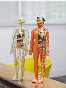 Human Skeleton Organ Model, Educational Assembly, Bone Structure Model, Toy, Explore The Human Body, Life Science Lab, Student, Birthday Gift, Holiday Gift, Great Gift - Multicolor - View 5