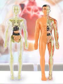 Human Skeleton Organ Model, Educational Assembly, Bone Structure Model, Toy, Explore The Human Body, Life Science Lab, Student, Birthday Gift, Holiday Gift, Great Gift - Multicolor - View 7