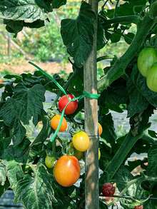 1 pieza Atador de plantas de jardín con cortador, 20 metros de ataduras de plantas de plástico verde para jardín, sujetadores reutilizables para plantas trepadoras, suministros de jardinería para entrenamiento y organización de plantas - 1 unidad verde - View 7