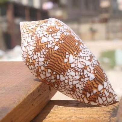 Aquarium Ornaments Vase Snail Brocade Conus Snail Natural Conch Shell Fish Tank Decoration Mediterranean Style Window Display Photography Props Home Decor, Mediterranean Decoration, Wall Stickers Style Home Decoration, Home Life Decoration, Aquarium Decoration Home Aquarium Decor, Desktop Home Decor, Mediterranean Decor