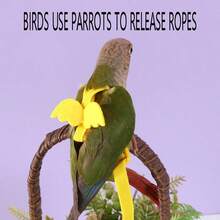 鹦鹉飞行单肩超轻牵引绳，牡丹凤头鹦鹉/长尾鹦鹉/虎皮鹦鹉/小鹦鹉行走牵引绳 - A+B - 查看 3