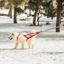 大型犬反光雪橇背带 - 可调节防震尼龙背心，带背部支撑垫，雪橇板犬背带 - 彩色 - 查看 28